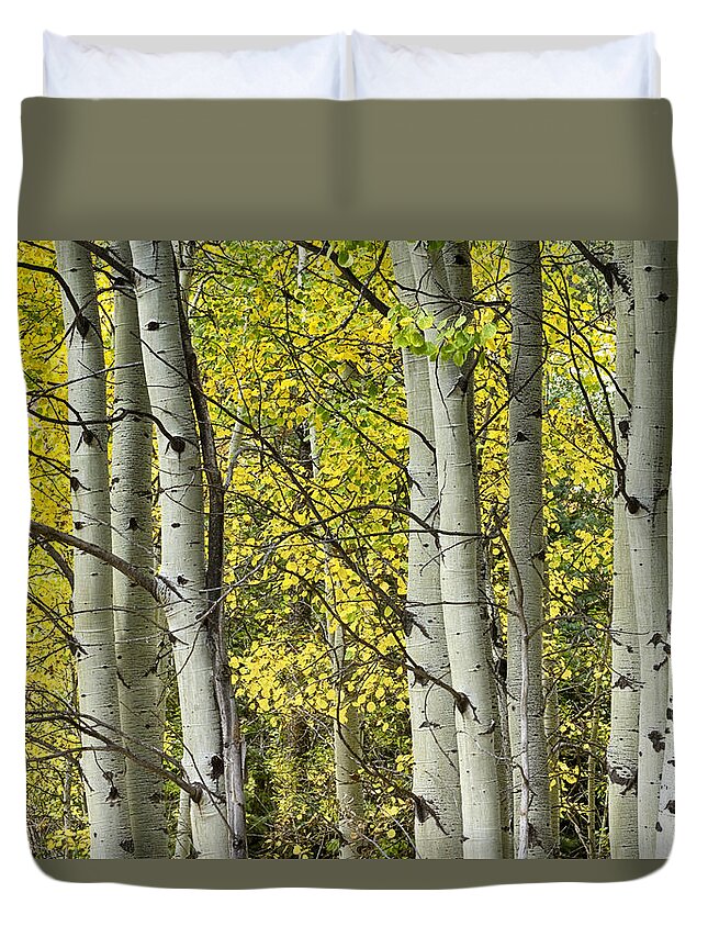 Autumn Duvet Cover featuring the photograph Autumn Aspen Tree Trunks In Their Glory by James BO Insogna