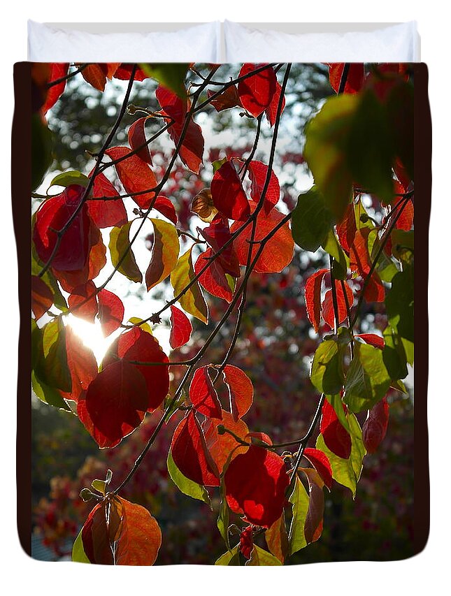 Cornus Duvet Cover featuring the photograph Autumn Dogwood in Evening Light by Michele Myers