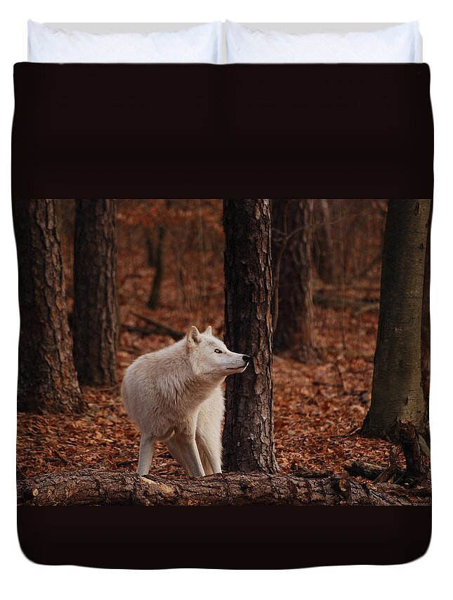 Wolf Duvet Cover featuring the photograph Autumn Gaze by Lori Tambakis
