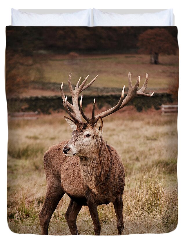 Deer Duvet Cover featuring the photograph Autumn Stag by Linsey Williams