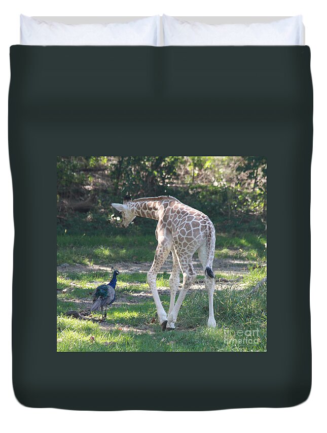 Baby Giraffe And Peacock Out For A Walk Duvet Cover featuring the photograph Baby Giraffe and Peacock Out For a Walk by John Telfer