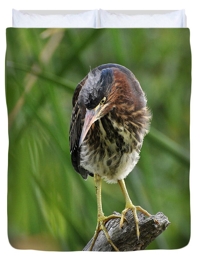 Heron Duvet Cover featuring the photograph Baby Greenbacked Heron by Kathy Baccari