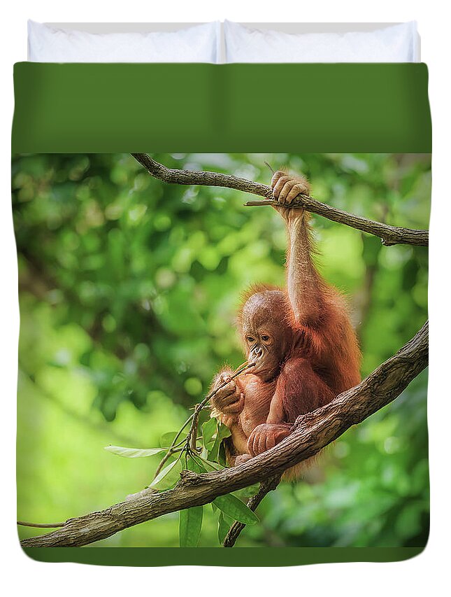 Baby Orangutan In Borneo Duvet Cover by Gethinlane 