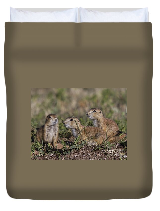 Dogs Duvet Cover featuring the photograph Baby Prairie Dogs by Steve Triplett