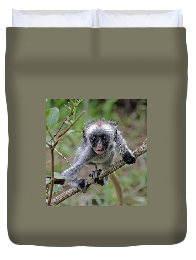 Red Colobus Duvet Cover featuring the photograph Baby Red Colobus Monkey by Tony Murtagh