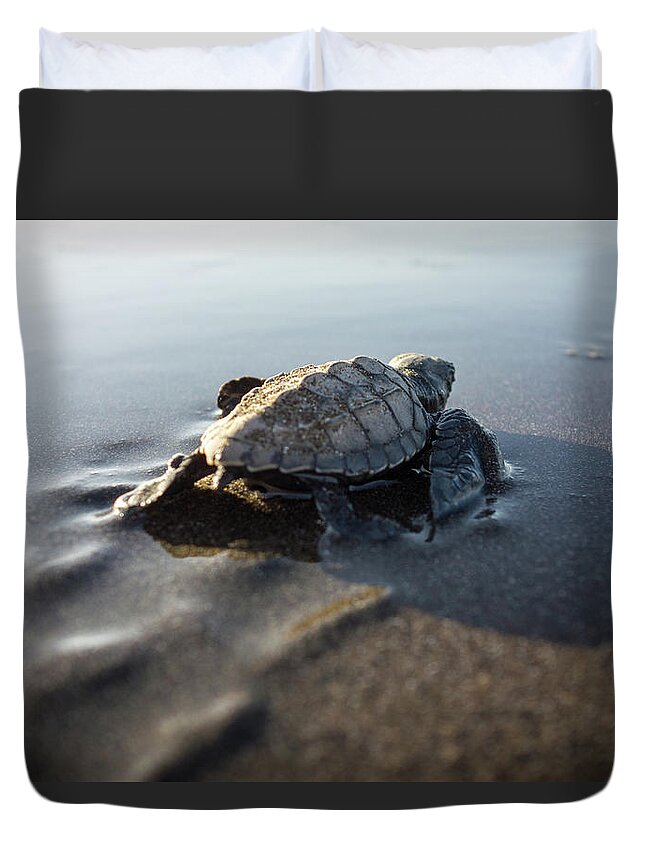 Shadow Duvet Cover featuring the photograph Baby Turtle Walking To The Sea by Photo By P.folrev