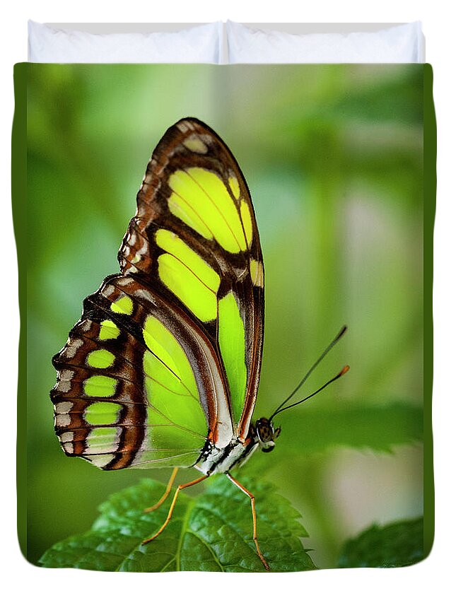 Insect Duvet Cover featuring the photograph Bamboo Page Butterfly Philaethria Dido by Ed Reschke