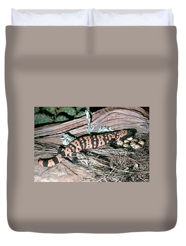 Animal Duvet Cover featuring the photograph Banded Gila Monster by Robert J. Erwin