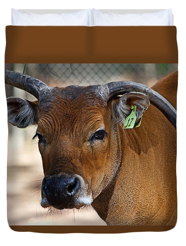 Bantang Duvet Cover featuring the photograph Banteng Girl by Miroslava Jurcik