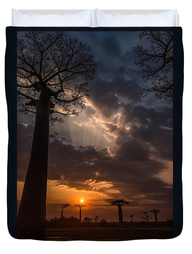 Baobab Duvet Cover featuring the photograph Baobab Sunrays by Linda Villers