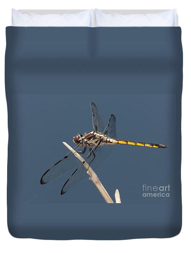 Clarence Holmes Duvet Cover featuring the photograph Bar-winged Skimmer Dragonfly I by Clarence Holmes