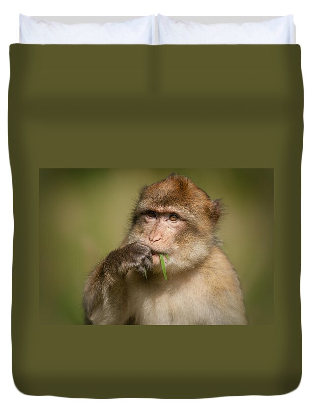 Barbary Macaque Duvet Cover featuring the photograph Barbary Macaque by Andy Astbury