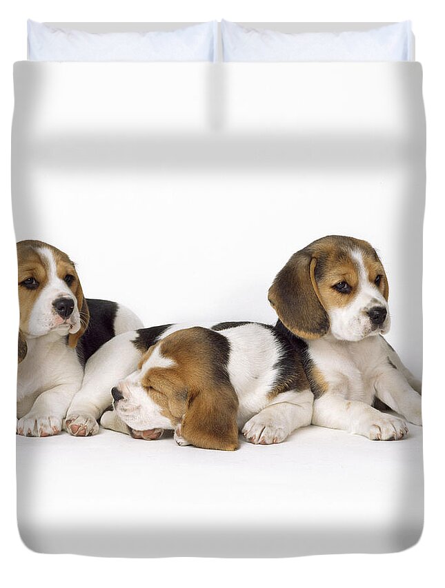 Beagle Duvet Cover featuring the photograph Beagle Puppies, Row Of Three, Second by John Daniels