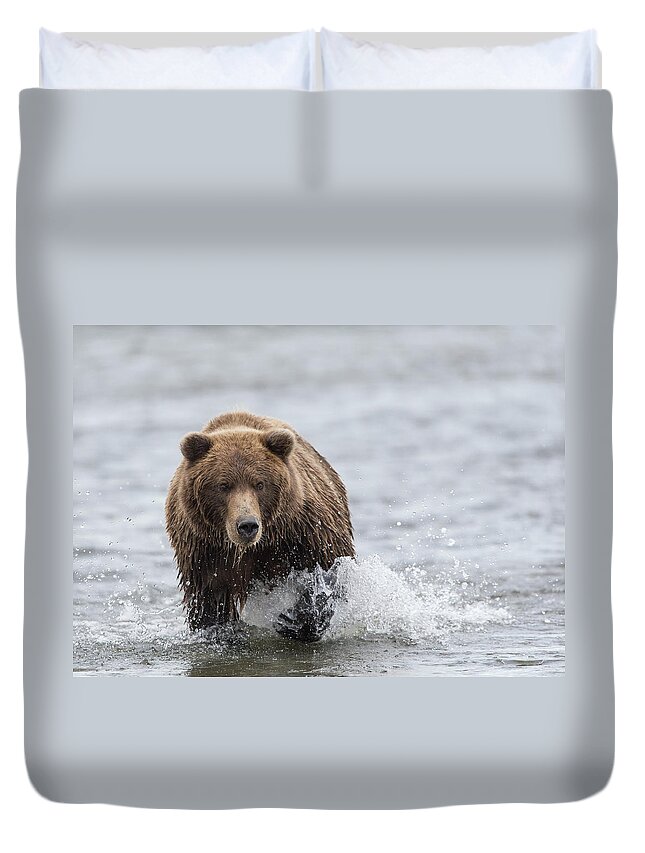 Brown Bear Duvet Cover featuring the photograph Bear Chasing Salmon In The Shallows by David & Shiela Glatz Www.glatznaturephoto.com