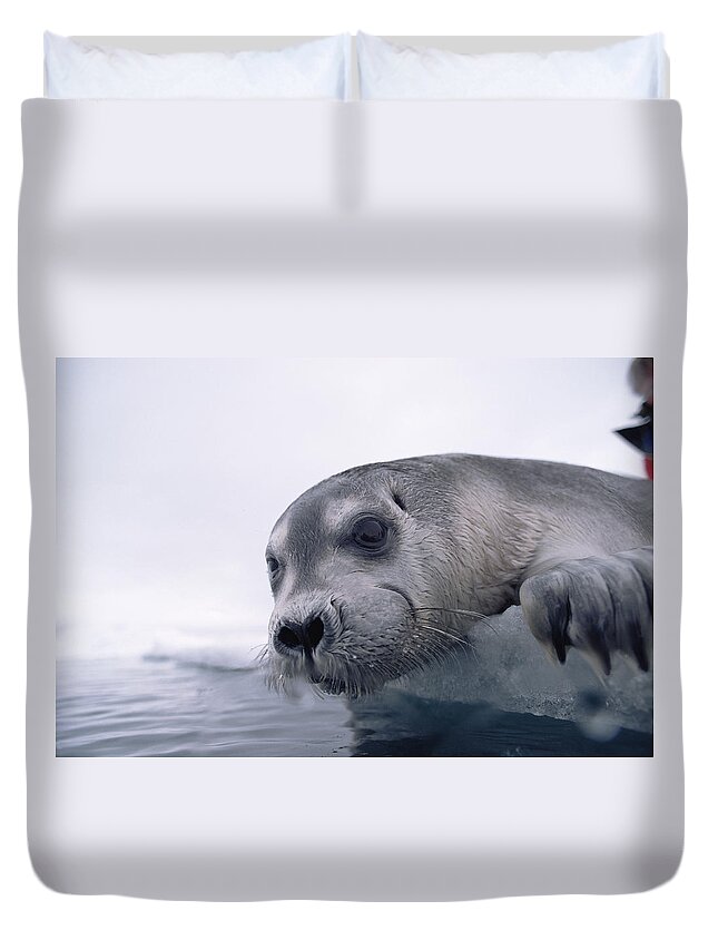 Feb0514 Duvet Cover featuring the photograph Bearded Seal Pup On Ice Edge Arctic by Flip Nicklin