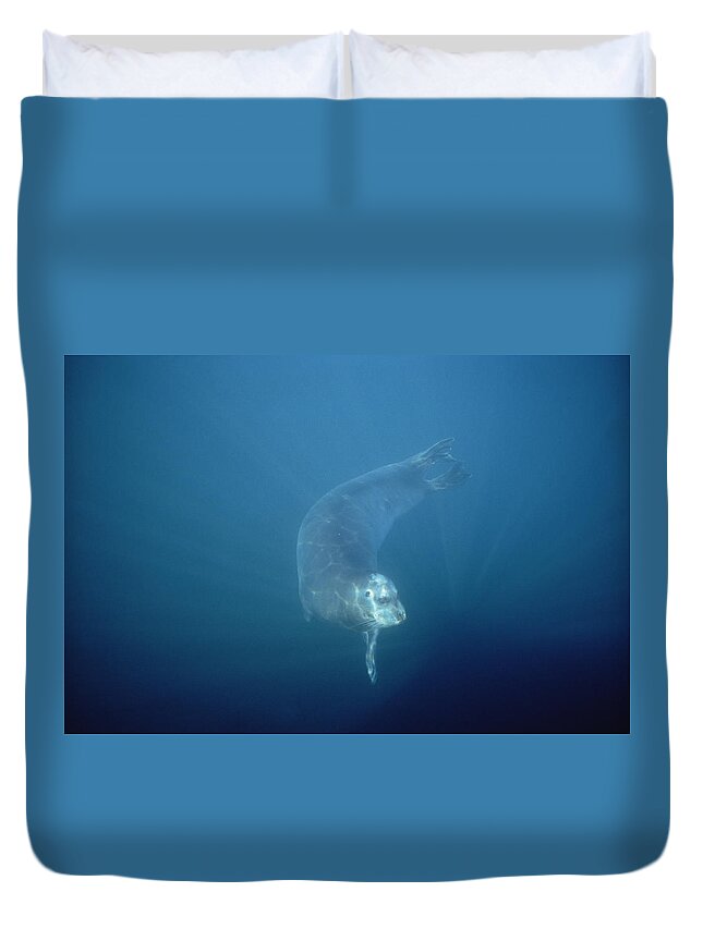 Feb0514 Duvet Cover featuring the photograph Bearded Seal Swimming Underwater Norway by Flip Nicklin
