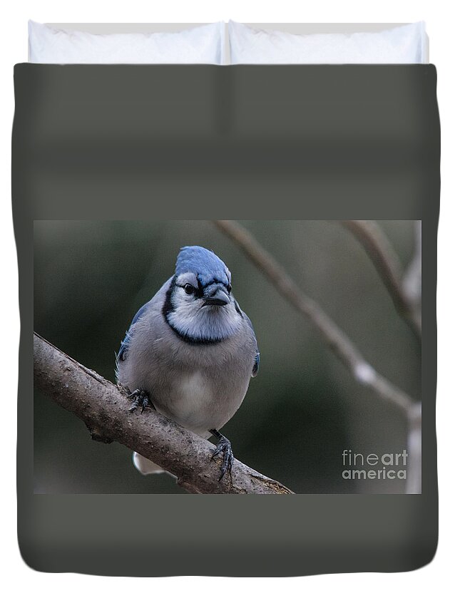  Duvet Cover featuring the photograph Beautiful BlueJay by Cheryl Baxter