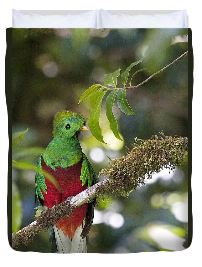 Bird Duvet Cover featuring the photograph Beautiful Quetzal 1 by Heiko Koehrer-Wagner
