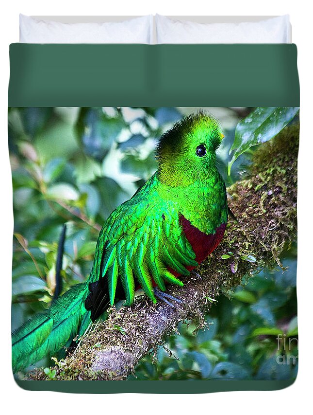 Bird Duvet Cover featuring the photograph Beautiful Quetzal 2 by Heiko Koehrer-Wagner