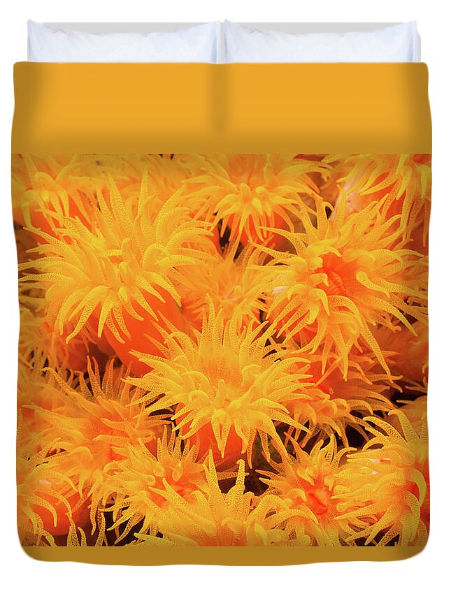 Underwater Duvet Cover featuring the photograph Beauty Contest Of Sun Corals Tubastraea by Ifish