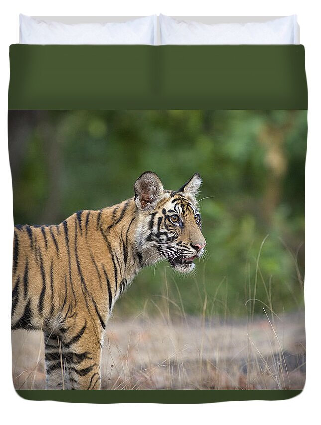 Feb0514 Duvet Cover featuring the photograph Bengal Tiger Cub Bandhavgarh Np India by Suzi Eszterhas