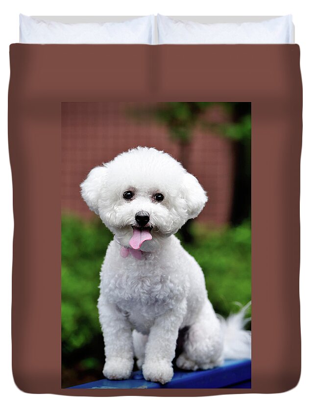 Pets Duvet Cover featuring the photograph Bichon Frise by Pai-shih Lee