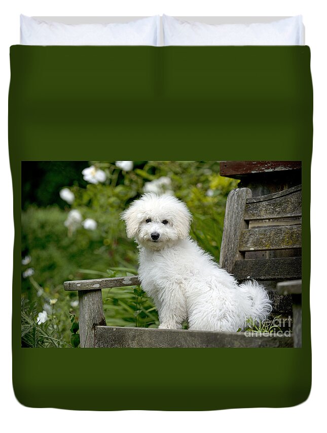 Dog Duvet Cover featuring the photograph Bichon Frise X Poodle by John Daniels