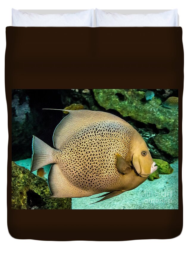 Chub Duvet Cover featuring the photograph Big Beautiful Fish by Cheryl Baxter