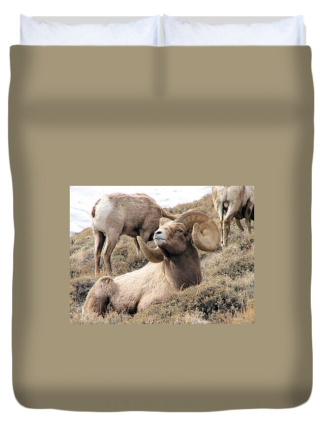 Big Duvet Cover featuring the photograph Big Bighorn Ram by Darcy Tate