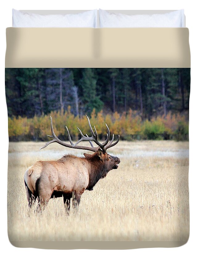 Bull Duvet Cover featuring the photograph Big Colorado Bull by Shane Bechler