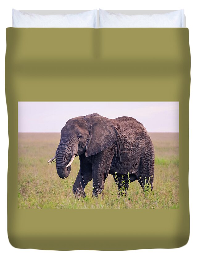 Tanzania Duvet Cover featuring the photograph Big Wild Elephant Eating In Serengeti by Volanthevist