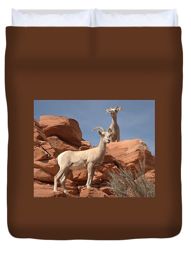 Bighorn Sheepzion Duvet Cover featuring the photograph Bighorn Ewes by Jeff Cook