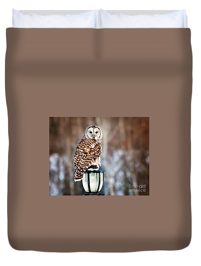 Barred Owl Print Duvet Cover featuring the photograph Bird of Prey Barred Owl by Gwen Gibson