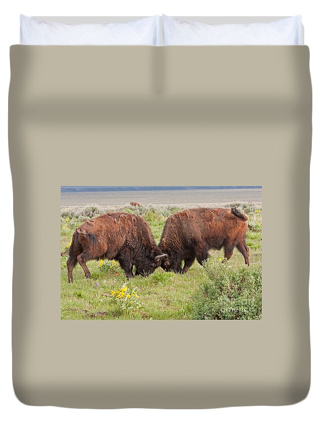 Antelope Flats Road Duvet Cover featuring the photograph Bison Fight in Grand Teton National Park by Fred Stearns