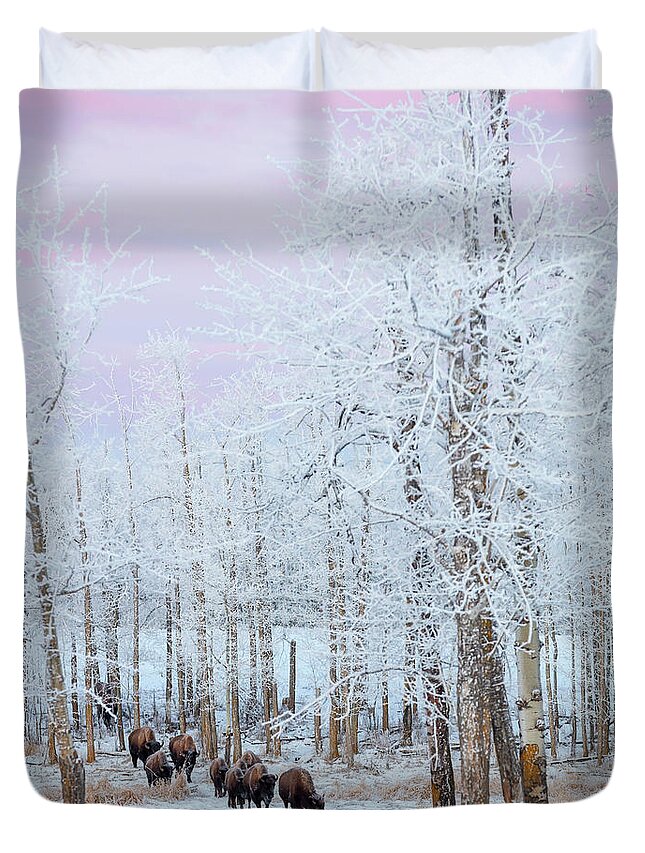 Bison Duvet Cover featuring the photograph Bison Walking In The Early Morning by Ron Harris