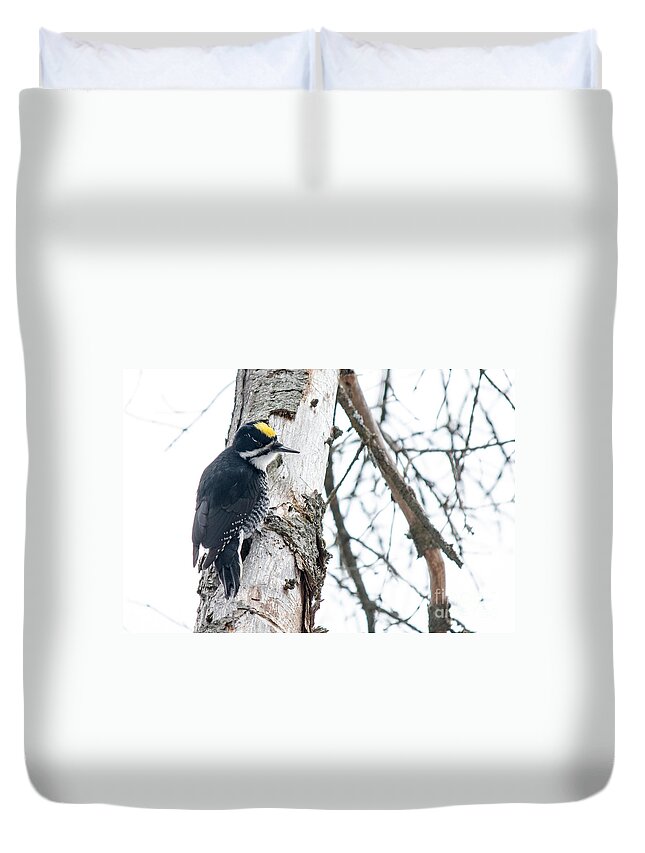 Black-backed Woodpecker Duvet Cover featuring the photograph Black-Backed Woodpecker by Cheryl Baxter