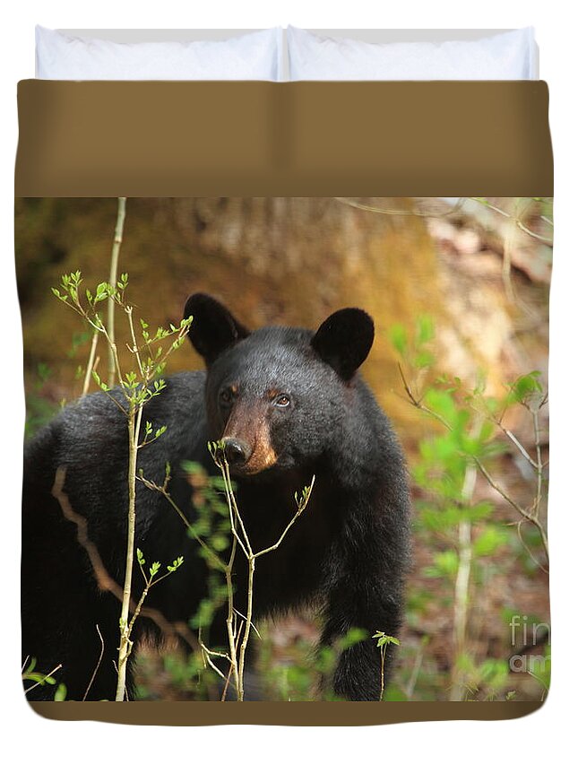 Bear Duvet Cover featuring the photograph Black Bear by Geraldine DeBoer