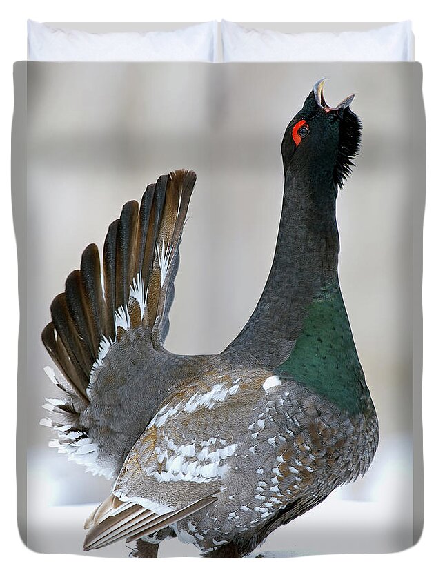 00782316 Duvet Cover featuring the photograph Black-billed Capercaillie Displaying by Sergey Gorshkov