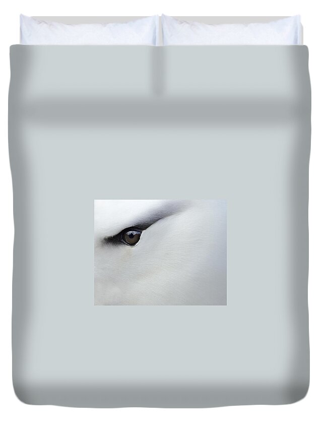 Black-browed Albatross Duvet Cover featuring the photograph Black Brow by Tony Beck