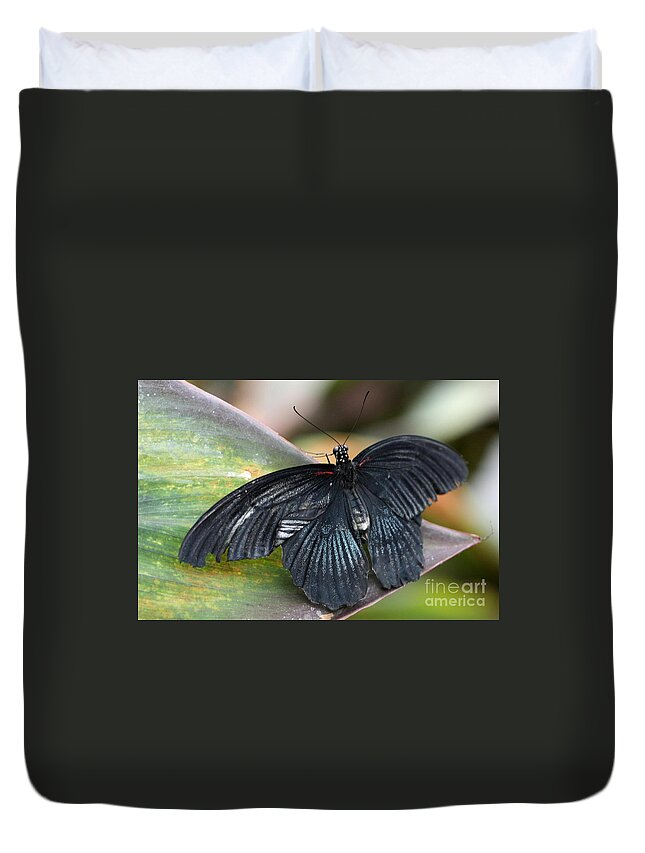 Butterfly Duvet Cover featuring the photograph Black Butterfly by Jeremy Hayden