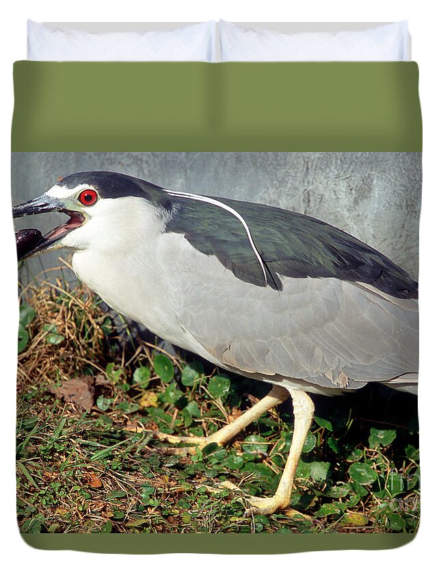 Animal Duvet Cover featuring the photograph Black-crowned Night-heron Eating A Fish by Millard H. Sharp