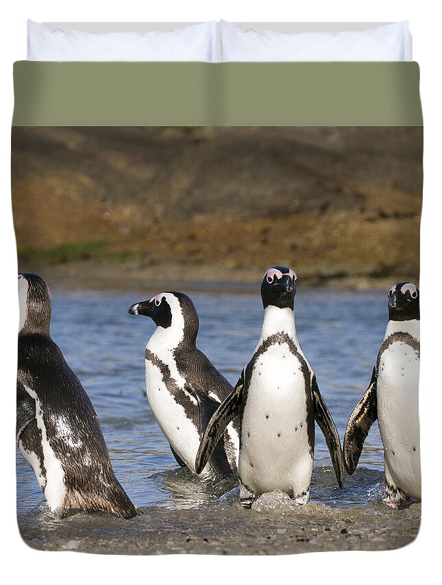 Nis Duvet Cover featuring the photograph Black-footed Penguins On Beach Cape by Alexander Koenders