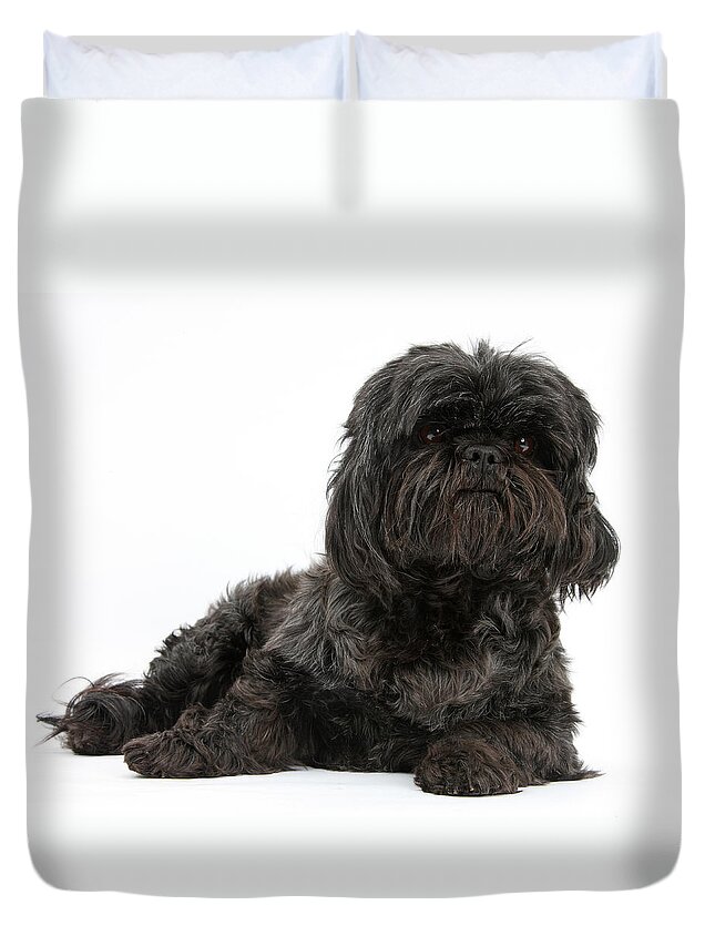 Nature Duvet Cover featuring the photograph Black Shih-tzu by Mark Taylor