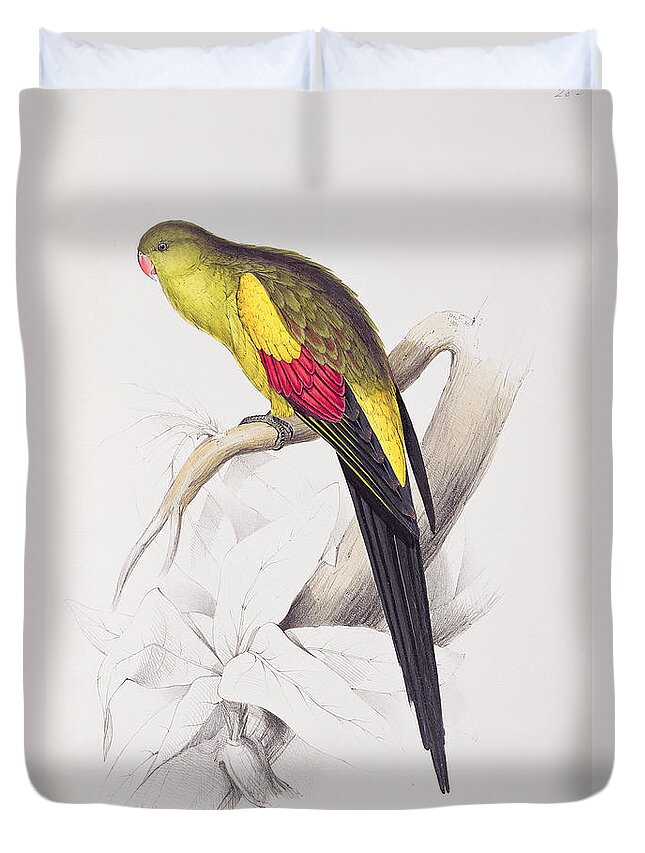 Palaeornis Melanura Duvet Cover featuring the painting Black Tailed Parakeet by Edward Lear