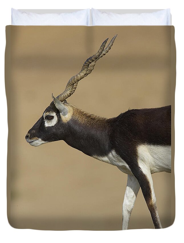 Feb0514 Duvet Cover featuring the photograph Blackbuck Adult by San Diego Zoo