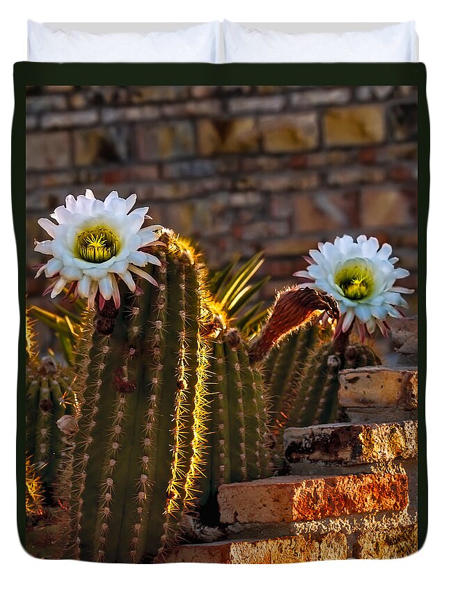 Argentine Giant Duvet Cover featuring the photograph Blooming Cactus by Robert Bales