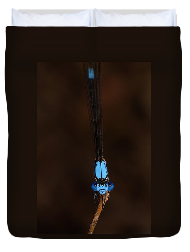 Blue Dancer Damselfly Duvet Cover featuring the photograph Blue Dancer Damselfly by Daniel Reed