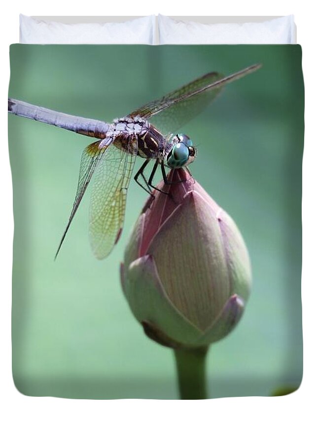 Dragonfly Duvet Cover featuring the photograph Blue Dragonflies Love Lotus Buds by Sabrina L Ryan