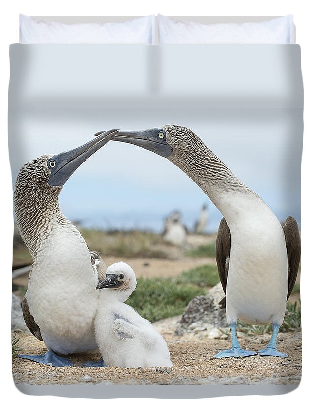 531699 Duvet Cover featuring the photograph Blue-footed Boobies With Chicks At Nest by Tui De Roy