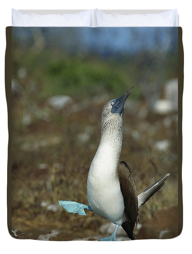 Feb0514 Duvet Cover featuring the photograph Blue-footed Booby Dancing Galapagos by Tui De Roy